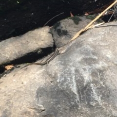 Eulamprus heatwolei at Paddys River, ACT - 27 Dec 2020