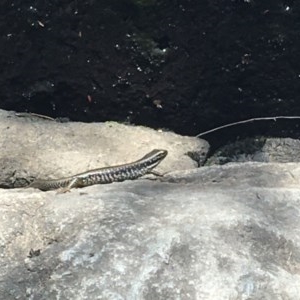 Eulamprus heatwolei at Paddys River, ACT - 27 Dec 2020