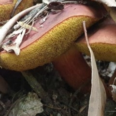 Boletellus obscurecoccineus (Rhubarb Bolete) at Paddys River, ACT - 30 Dec 2020 by Rixon