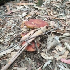 Boletellus obscurecoccineus at Paddys River, ACT - 30 Dec 2020