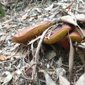 Boletellus obscurecoccineus at Paddys River, ACT - 30 Dec 2020