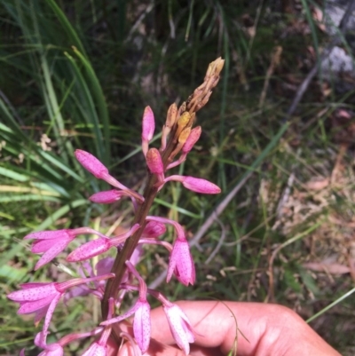 Dipodium roseum (Rosy Hyacinth Orchid) at Paddys River, ACT - 27 Dec 2020 by Tapirlord