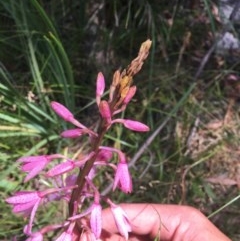 Dipodium roseum (Rosy hyacinth orchid) at Paddys River, ACT - 27 Dec 2020 by Tapirlord