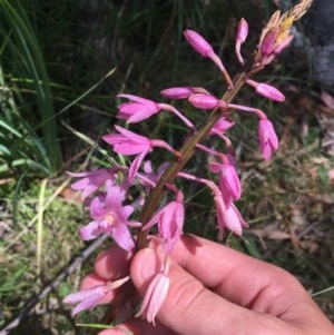 Dipodium roseum at Paddys River, ACT - suppressed