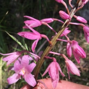 Dipodium roseum at Paddys River, ACT - suppressed