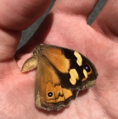 Heteronympha merope (Common Brown Butterfly) at Paddys River, ACT - 27 Dec 2020 by Tapirlord