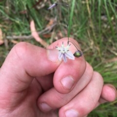 Arthropodium milleflorum (Vanilla Lily) at Tidbinbilla Nature Reserve - 27 Dec 2020 by Tapirlord