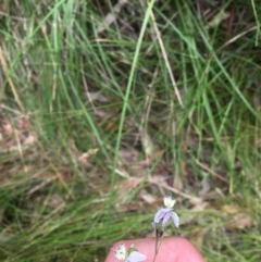 Arthropodium milleflorum at Paddys River, ACT - 27 Dec 2020