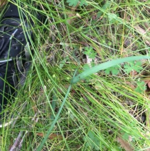 Arthropodium milleflorum at Paddys River, ACT - 27 Dec 2020