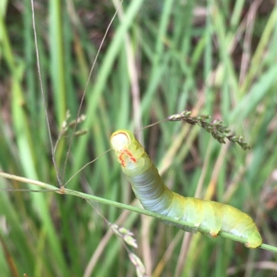 Capusa (genus) (Wedge moth) at Paddys River, ACT - 27 Dec 2020 by Tapirlord