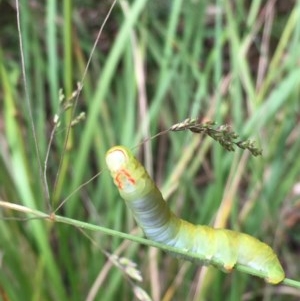 Capusa (genus) at Paddys River, ACT - 27 Dec 2020