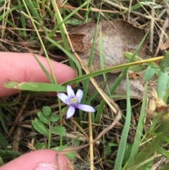 Isotoma fluviatilis subsp. australis (Swamp Isotome) at Forde, ACT - 29 Dec 2020 by Tapirlord