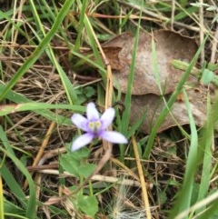 Isotoma fluviatilis subsp. australis at Forde, ACT - 30 Dec 2020