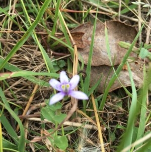 Isotoma fluviatilis subsp. australis at Forde, ACT - 30 Dec 2020