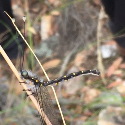 Ascalaphidae (family) (Owlfly) at Mulligans Flat - 29 Dec 2020 by Tapirlord
