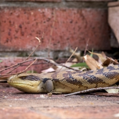 Tiliqua scincoides scincoides (Eastern Blue-tongue) at Holt, ACT - 30 Dec 2020 by Margo