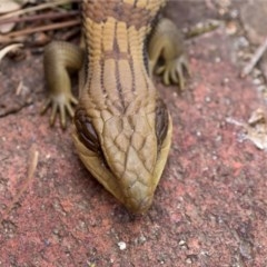 Tiliqua scincoides scincoides at Holt, ACT - suppressed