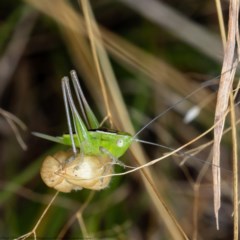 Conocephalus semivittatus (Meadow katydid) at Hall, ACT - 30 Dec 2020 by Roger