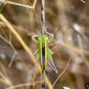 Conocephalus semivittatus at Hall, ACT - 30 Dec 2020