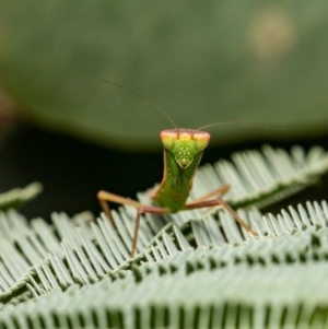 Orthodera ministralis at Hall, ACT - 30 Dec 2020