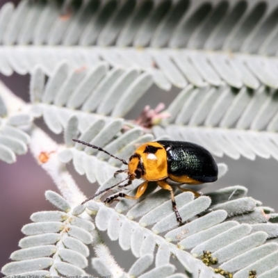 Aporocera (Aporocera) consors (A leaf beetle) at Hall, ACT - 30 Dec 2020 by Roger