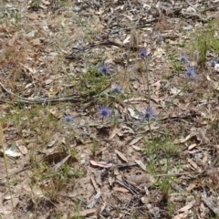 Eryngium ovinum (Blue Devil) at Mount Majura - 5 Jan 2022 by Avery