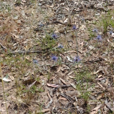 Eryngium ovinum (Blue Devil) at Hackett, ACT - 5 Jan 2022 by Avery