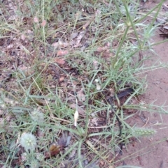 Eryngium ovinum at Hackett, ACT - 5 Jan 2022 02:44 PM