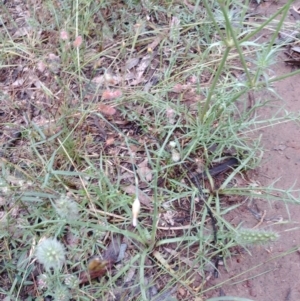 Eryngium ovinum at Hackett, ACT - 5 Jan 2022