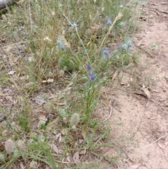 Eryngium ovinum at Hackett, ACT - 5 Jan 2022