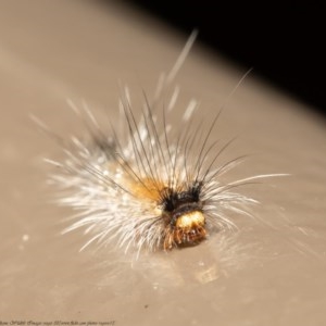 Palaeosia bicosta at Acton, ACT - 29 Dec 2020