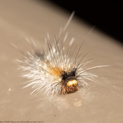 Palaeosia bicosta (Two-ribbed Footman) at ANBG - 28 Dec 2020 by Roger