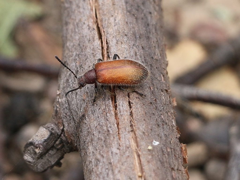 Ecnolagria sp. (genus) at Narrabarba, NSW - 30 Dec 2020
