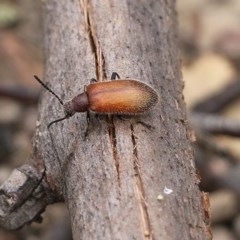 Ecnolagria sp. (genus) (A brown darkling beetle) at Narrabarba, NSW - 30 Dec 2020 by KylieWaldon