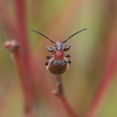 Lagriini sp. (tribe) (Unidentified lagriine darkling beetle) at East Boyd State Forest - 30 Dec 2020 by Kyliegw