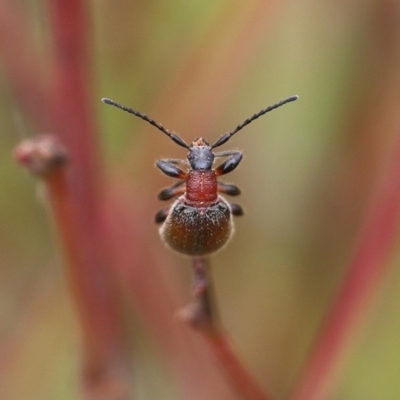 Lagriini sp. (tribe) (Unidentified lagriine darkling beetle) at Narrabarba, NSW - 30 Dec 2020 by Kyliegw