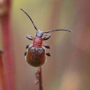 Lagriini sp. (tribe) at Narrabarba, NSW - 30 Dec 2020