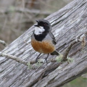 Pachycephala rufiventris at Merimbula, NSW - 30 Dec 2020