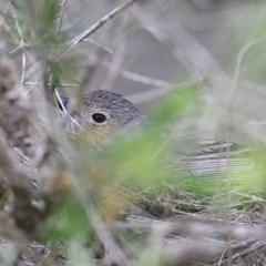 Pachycephala rufiventris at Merimbula, NSW - 30 Dec 2020