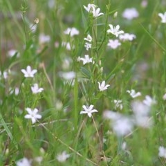 Samolus repens (Creeping Brookweed) at Merimbula, NSW - 30 Dec 2020 by KylieWaldon