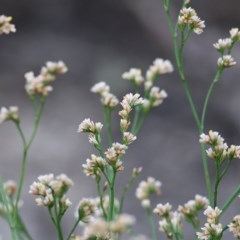 Limonium australe (Native Sea lavender) at Merimbula, NSW - 29 Dec 2020 by KylieWaldon