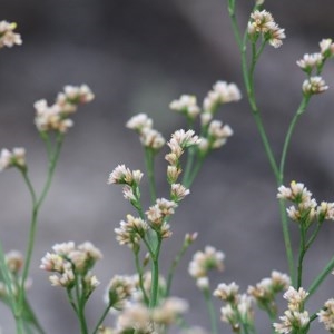 Limonium australe at Merimbula, NSW - 30 Dec 2020