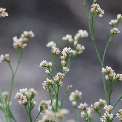 Limonium australe (Native Sea lavender) at Merimbula, NSW - 29 Dec 2020 by KylieWaldon