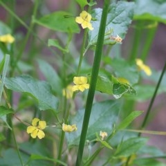 Goodenia ovata (Hop Goodenia) at Merimbula, NSW - 30 Dec 2020 by KylieWaldon