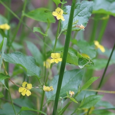 Goodenia ovata (Hop Goodenia) at Merimbula, NSW - 29 Dec 2020 by Kyliegw