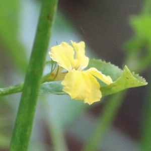 Goodenia ovata at Merimbula, NSW - 30 Dec 2020 07:45 AM