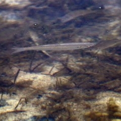 Unverified Fish at Merimbula, NSW - 30 Dec 2020 by KylieWaldon