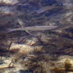 Unidentified Fish at Merimbula, NSW - 29 Dec 2020 by Kyliegw