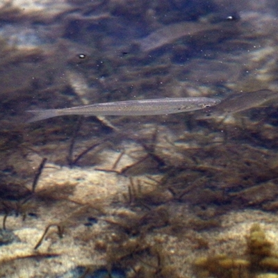 Unverified Fish at Merimbula, NSW - 30 Dec 2020 by KylieWaldon