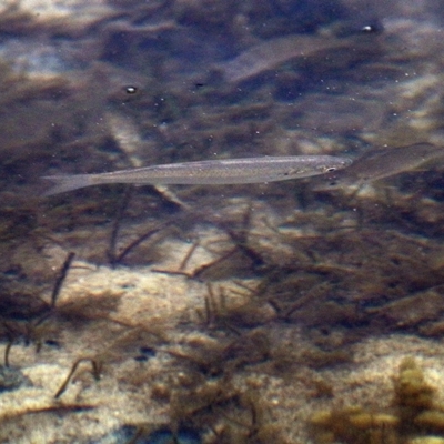 Unidentified Fish at Merimbula, NSW - 29 Dec 2020 by Kyliegw